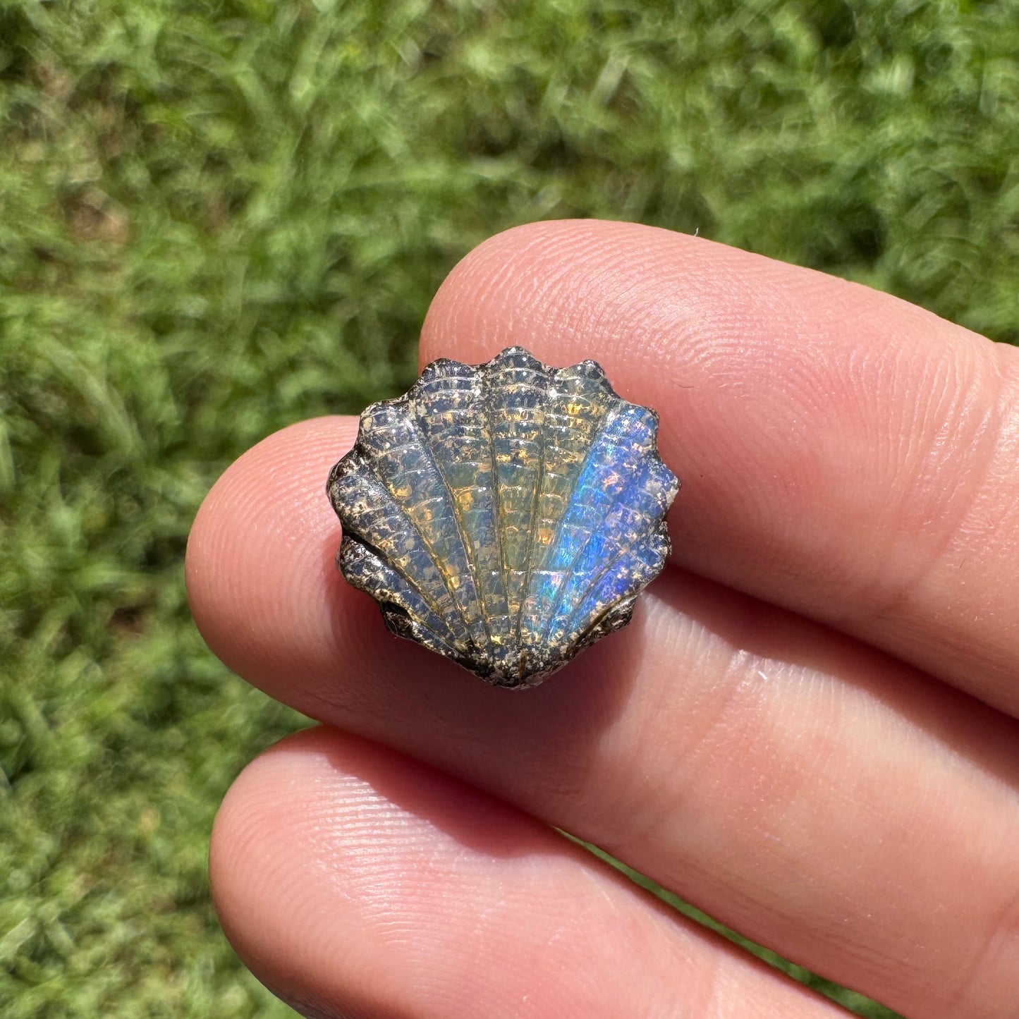 19.07 Ct two piece boulder opal shell set