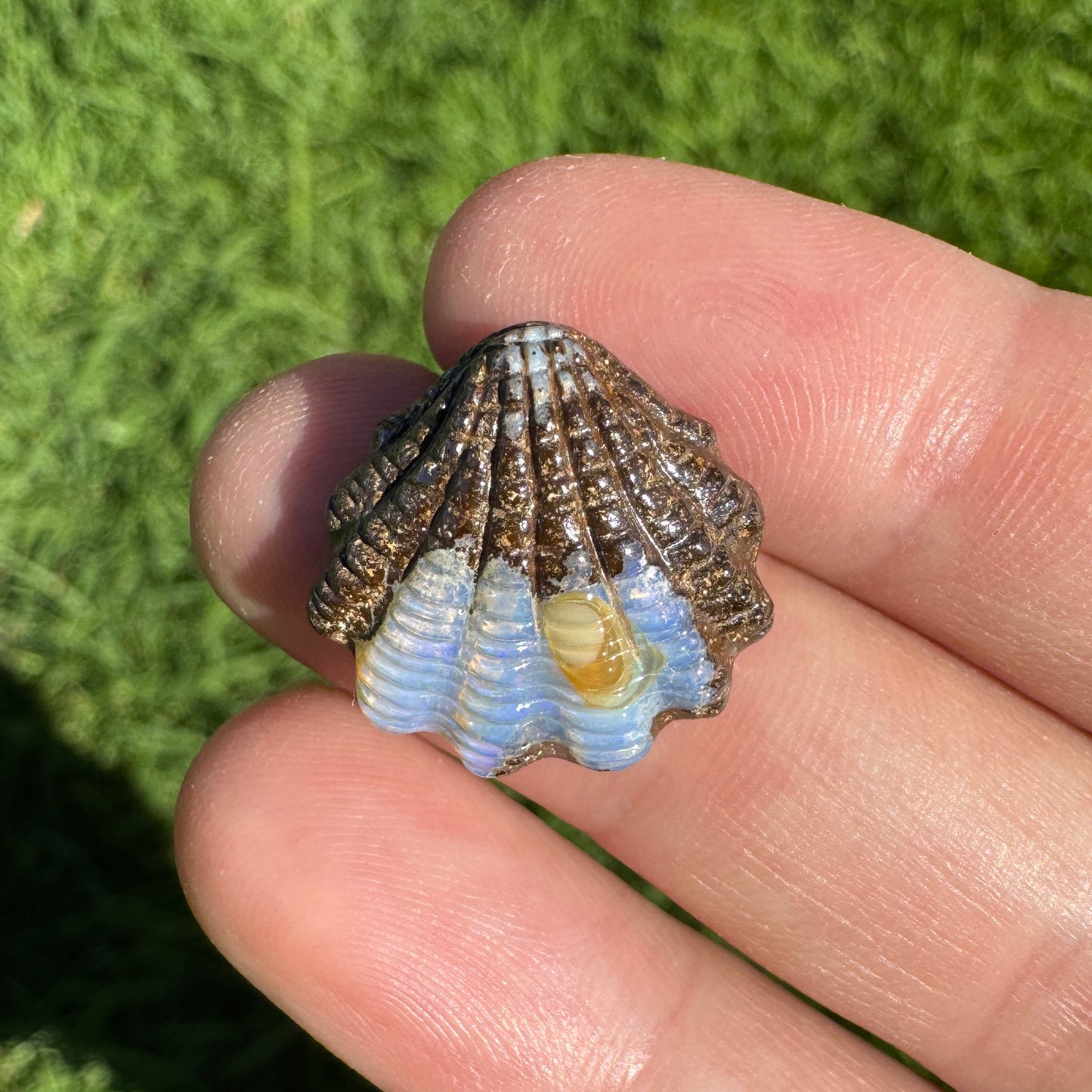 12.86 Ct fan shell boulder opal carving