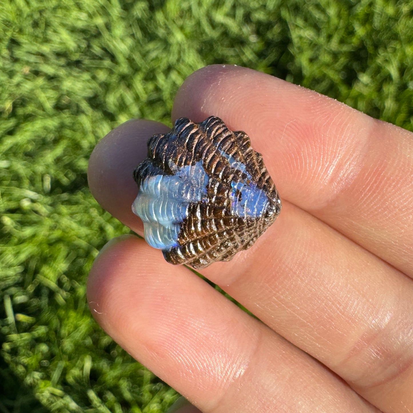 13.70 Ct fan shell boulder opal carving