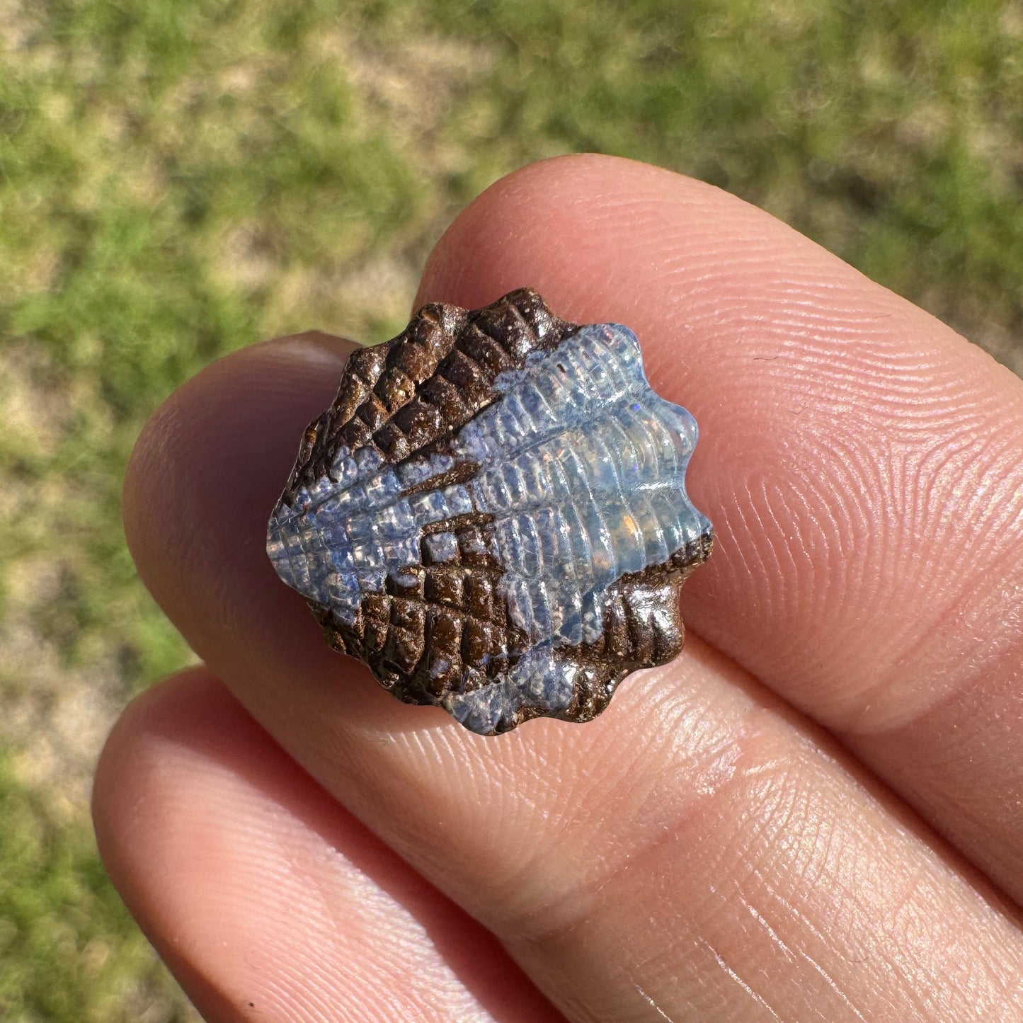 6.33 Ct shell boulder opal carving