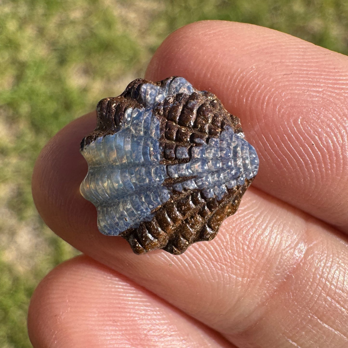 6.33 Ct shell boulder opal carving