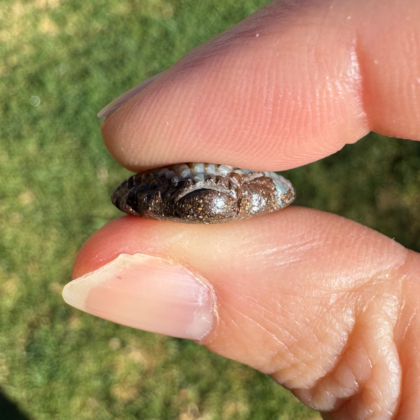 8.25 Ct small fan shell boulder opal carving
