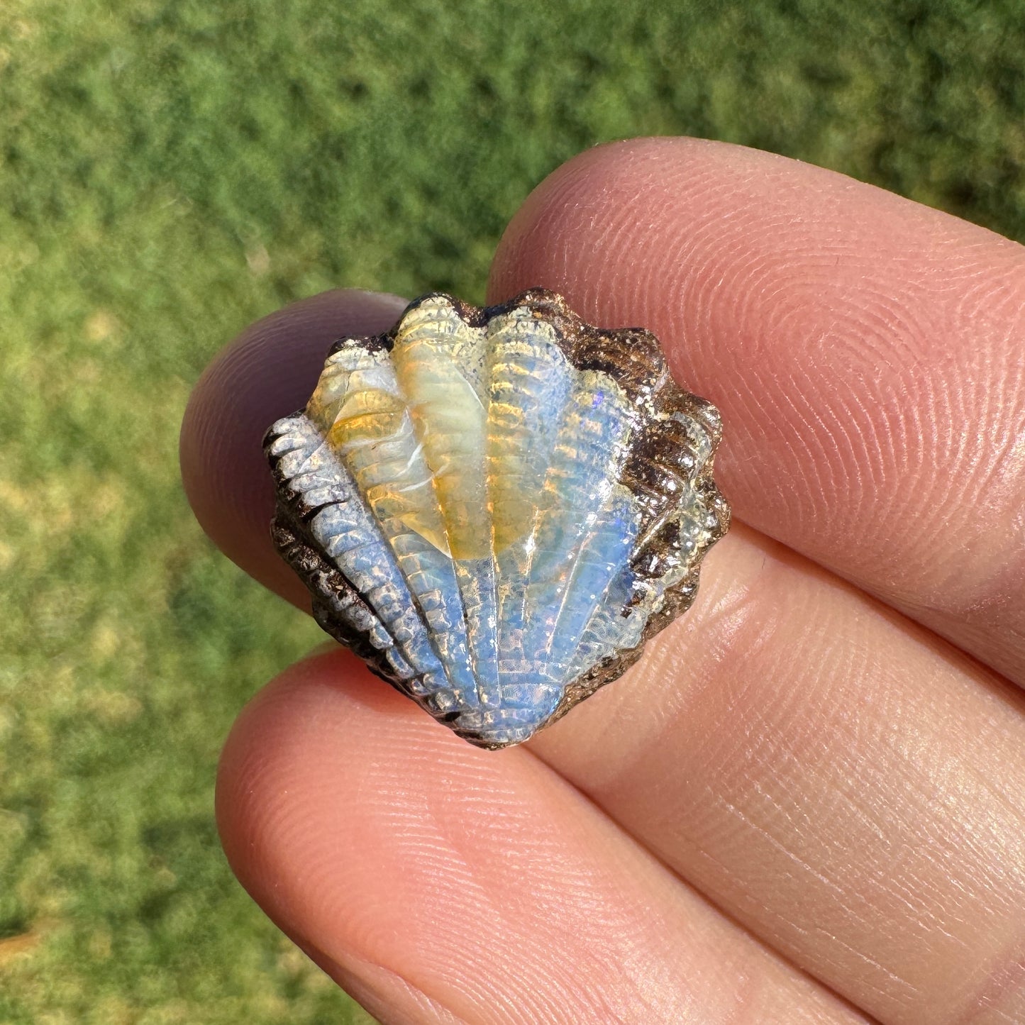 9.12 Ct fan shell boulder opal carving