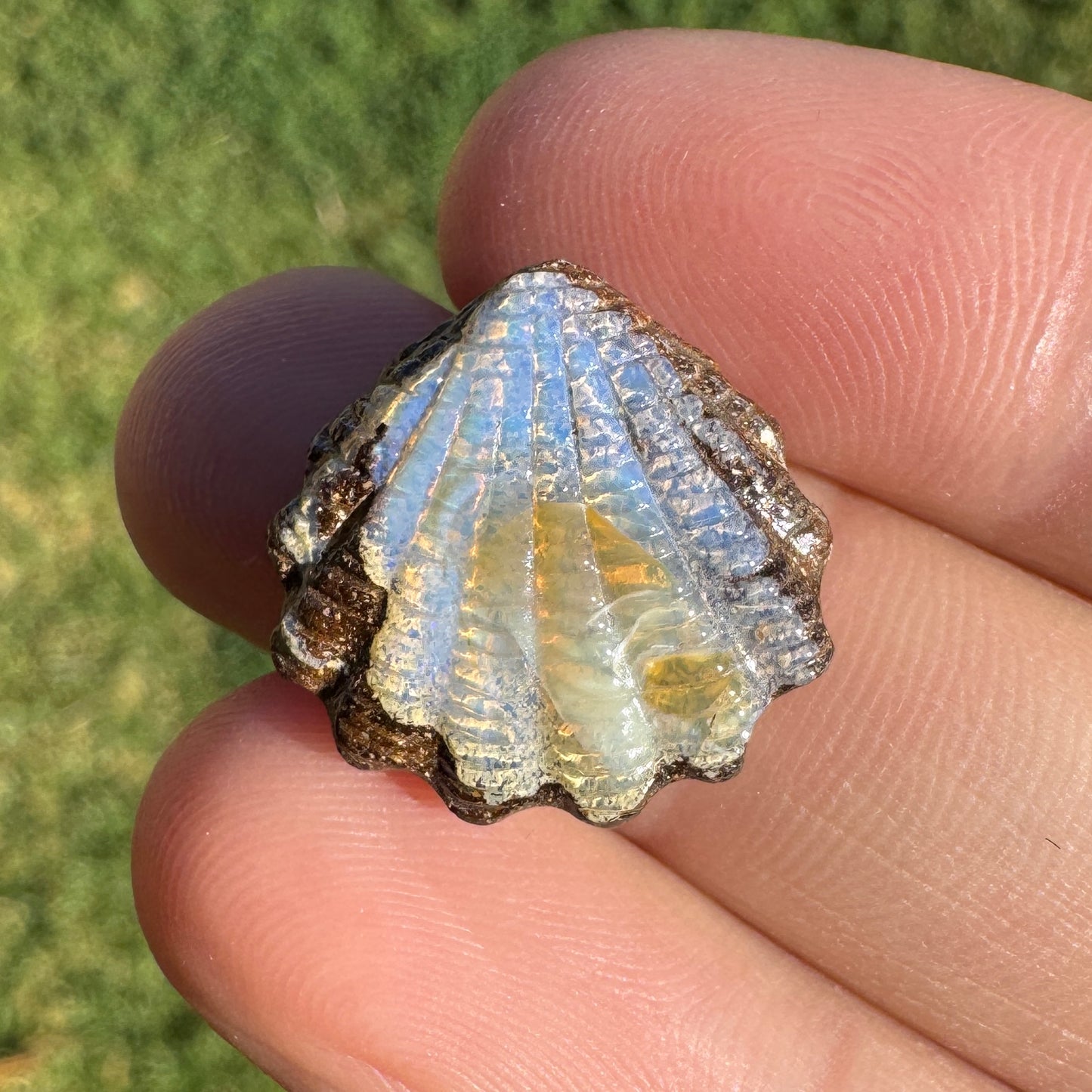 9.12 Ct fan shell boulder opal carving