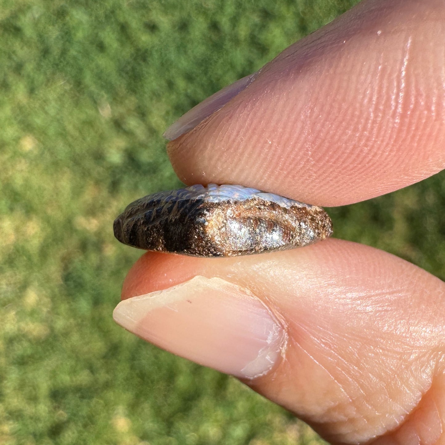 9.12 Ct fan shell boulder opal carving