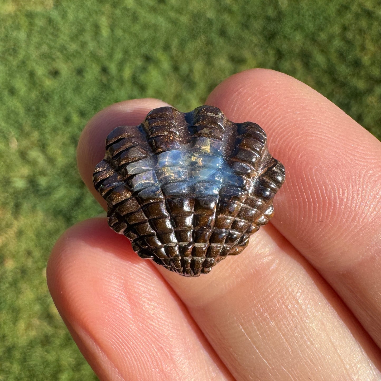 14.01 Ct fan shell boulder opal