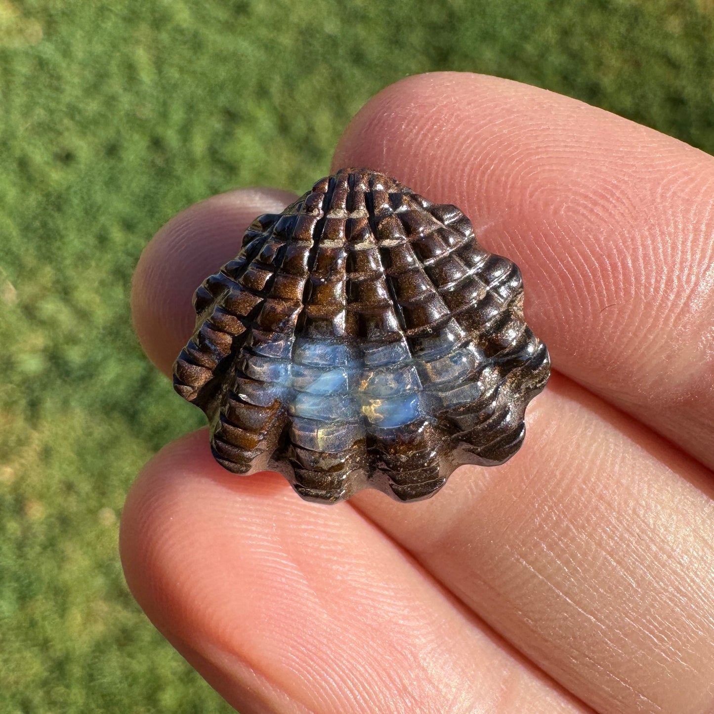 14.01 Ct fan shell boulder opal