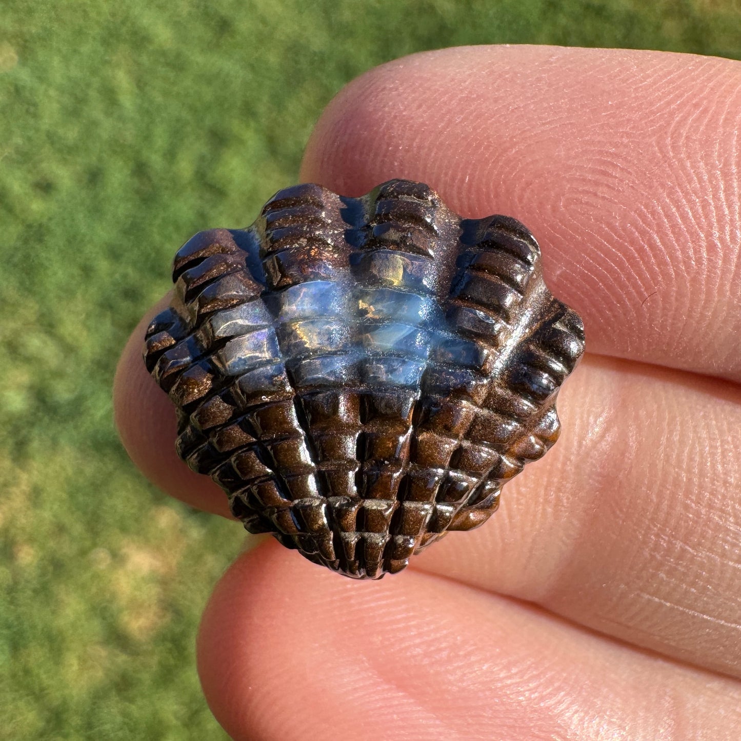14.01 Ct fan shell boulder opal